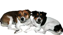 I miss my dogs...