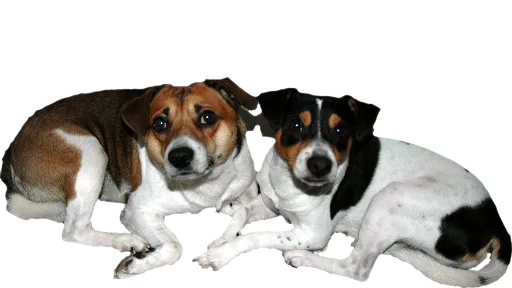 I miss my dogs...