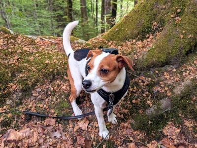 Svante filming in the forest